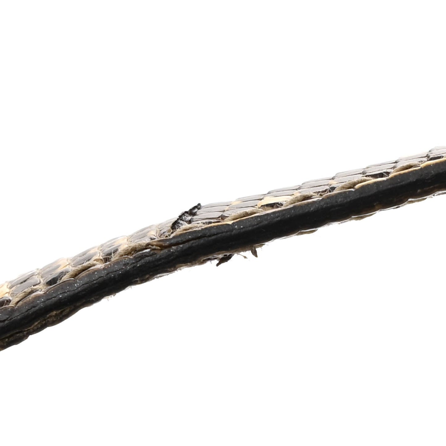 Lizard Constance 18 Ombre