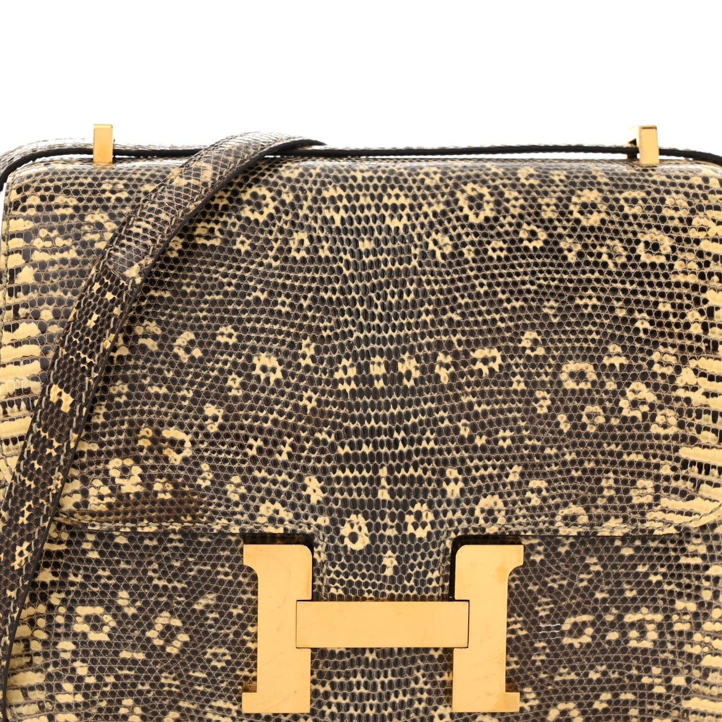 Lizard Constance 18 Ombre